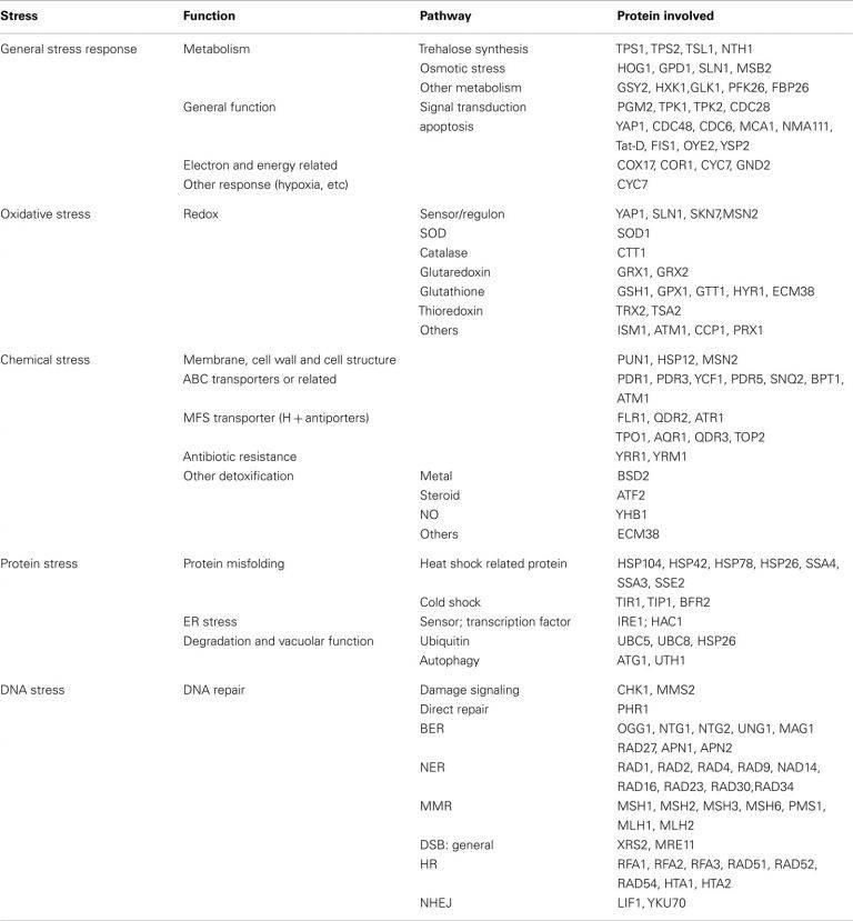 Ads responsive txt Magellan Prior Authorization Form Florida Best Of 