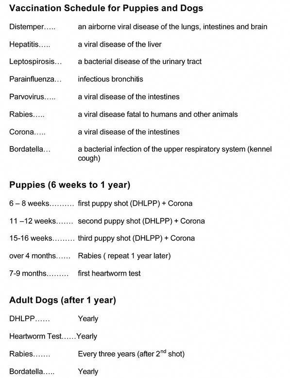 Incredible 9 Week Old Puppy Potty Schedule 2022 Alexander James Freeman